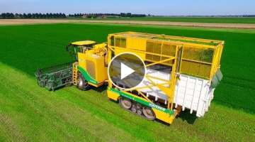Parsley Harvesting | Ploeger MKC-2TR container mower 