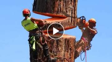 Fastest Big Chainsaw Cutting Tree Machines Skills, Incredible Tree Felling Climbing With Chainsaw