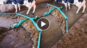 Amazing Highest Productivity Cow Feeding and Modern Technology Cleaning Farming Machine Work