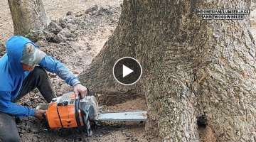 Strong... as a Rock!! Stihl ms 881 vs Huge tree.