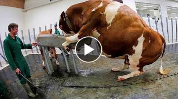 Amazing Modern Automatic Cow Farming Technology - Incredible Automatic Feeding and Milking Machin...