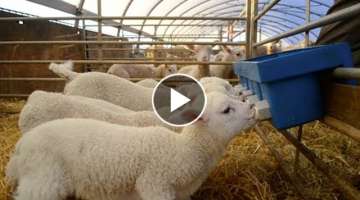 Million Dollars Lamb Farming Technology & Method - Cleaning, Shearing, Trimming Hooves Sheep Proc...