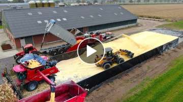 Combining Corn and making of Corn Cob Mix (CCM) | CASE IH 8250 | 650hp Stade grinding mill | Rove...