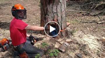Slanted Pine felling // Complex tree // Stihl ms661