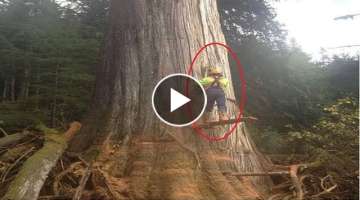 Dangerous Cutting Down Biggest Tree Chainsaw Machine Extreme Skill Fastest Tree Felling Compilati...
