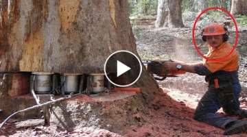 Amazing Fastest Skill Huge Tree Felling With Chainsaw, Dangerous Stihl Chainsaw Cutting Tree Down