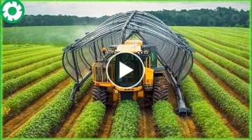 Modern Agriculture Machines Harvesting Tons of Fennel, Red Cabbage, Green Onion, Broccoli...
